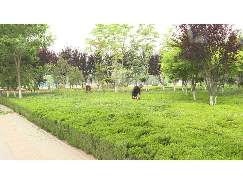 常德要干市政绿化工程需要什么条件